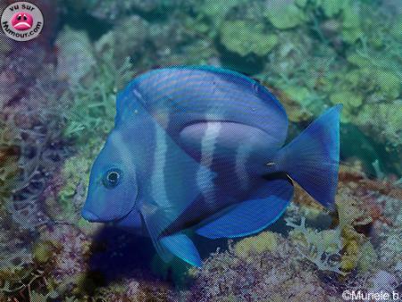 Poisson