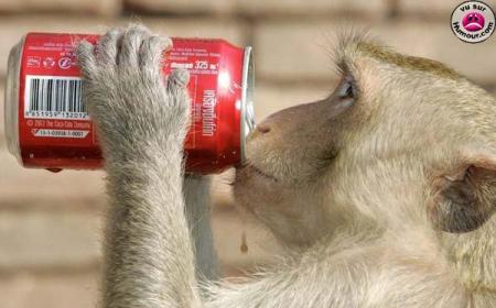 Singe